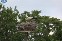 Νέα αναπαραγωγική περίοδος για τους Πελαργούς
