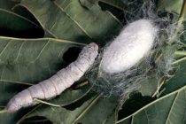 Ξυπνούν οι μεταξοσκώληκες και η σηροτροφία στο Σουφλί