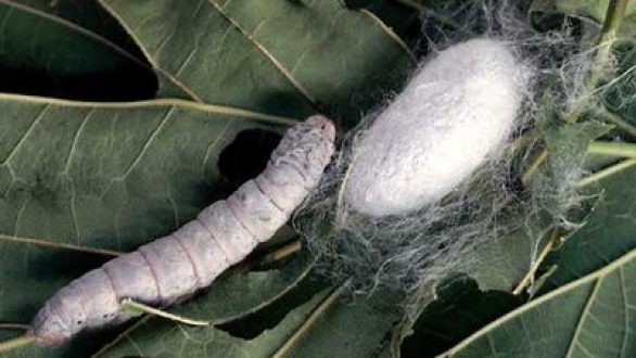 Ξυπνούν οι μεταξοσκώληκες και η σηροτροφία στο Σουφλί