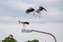 Επανεύρεση δακτυλιωμένου Πελαργού στο Σουφλί!