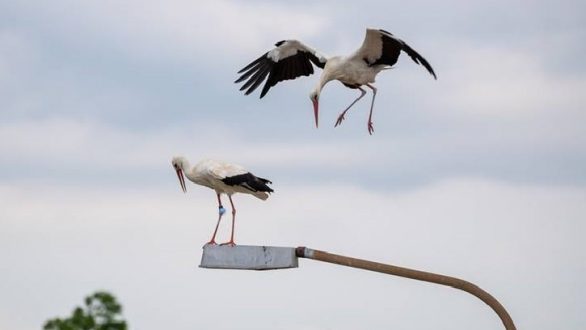 Επανεύρεση δακτυλιωμένου Πελαργού στο Σουφλί!