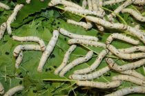 Σουφλί: Η Ευρωπαϊκή σηροτροφία και το μέλλον της