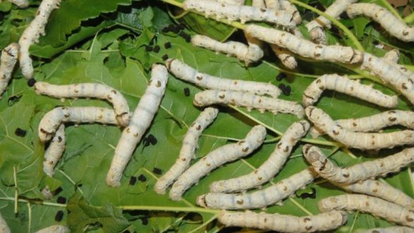 Σουφλί: Η Ευρωπαϊκή σηροτροφία και το μέλλον της