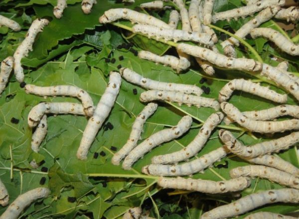 Η Ευρωπαϊκή σηροτροφία και το μέλλον της, ΠΙΟΠ