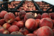 Διανομή φρούτων από το Πολυκοινωνικό Αλεξανδρούπολης