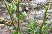 Τι  γεωργικές ζημιές υπήρξαν στον Έβρο από την κακοκαιρία-Κινητοποίηση του ΥΠΑΑΤ