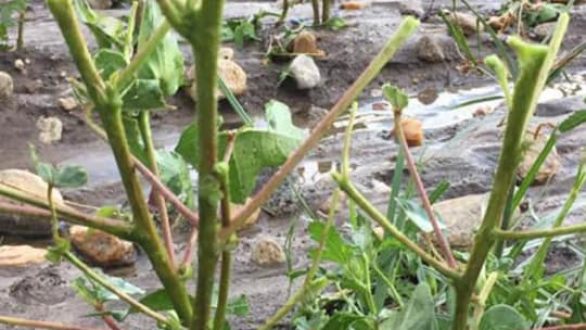 Τι  γεωργικές ζημιές υπήρξαν στον Έβρο από την κακοκαιρία-Κινητοποίηση του ΥΠΑΑΤ