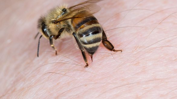 Μοιραίο τσίμπημα σφήκας σε 41χρονο άνδρα