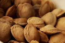 ΓΕΩΤΕΕ Θράκης: Πως μπορούν τα κουκούτσια να αντιστρέψουν την κλιματική αλλαγή