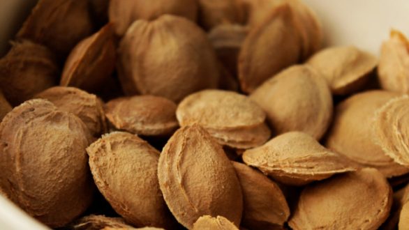 ΓΕΩΤΕΕ Θράκης: Πως μπορούν τα κουκούτσια να αντιστρέψουν την κλιματική αλλαγή