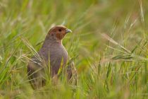4,5 εκατ. ευρώ για την προστασία της ορνιθοπανίδας- Πόσα πάνε σε ΑΜΘ