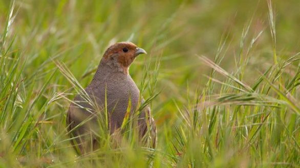 4,5 εκατ. ευρώ για την προστασία της ορνιθοπανίδας- Πόσα πάνε σε ΑΜΘ