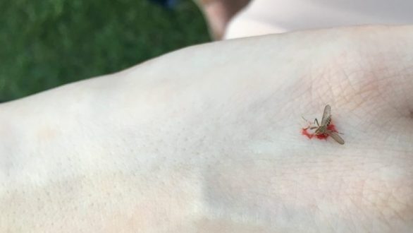 Κουνούπια: Το κόλπο πριν βγείτε έξω για να μην σας τσιμπάνε