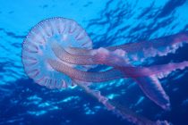 Τι κάνουμε όταν μας τσιμπήσει τσούχτρα