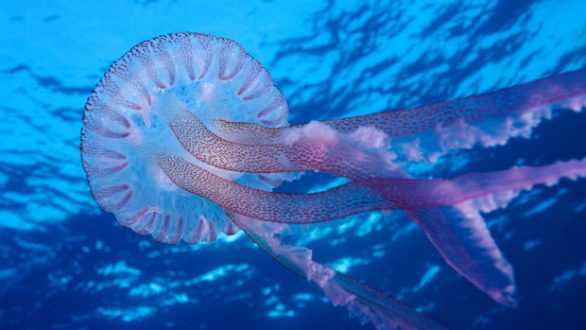 Τι κάνουμε όταν μας τσιμπήσει τσούχτρα