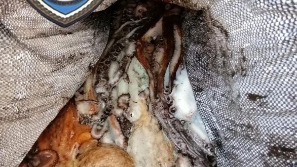 134 κιλά χταπόδια κατασχέθηκαν στην Αλεξανδρούπολη