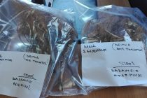 Απειλείται μεγάλο μέρος του δάσους της Χώρας στη  Σαμοθράκη