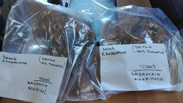 Απειλείται μεγάλο μέρος του δάσους της Χώρας στη  Σαμοθράκη