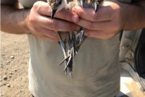 Αναπαραγωγική περίοδος στο Δέλτα του Έβρου