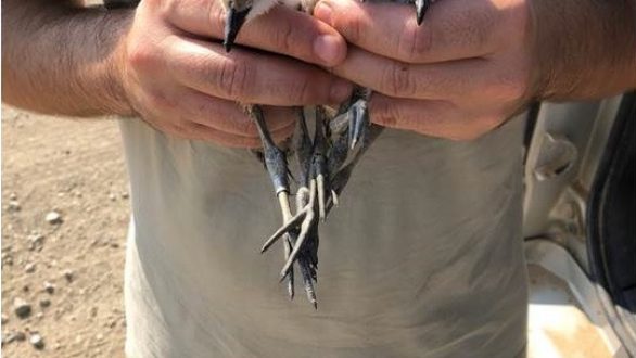 Αναπαραγωγική περίοδος στο Δέλτα του Έβρου