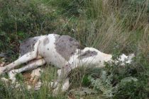 Πρόγραμμα διαχείρισης νεκρών ζώων ύψους 1,5 εκατ. ευρώ στην ΠΑΜ-Θ