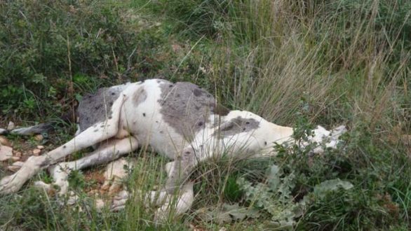 Πρόγραμμα διαχείρισης νεκρών ζώων ύψους 1,5 εκατ. ευρώ στην ΠΑΜ-Θ