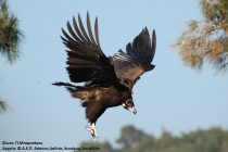 Παγκόσμια Ημέρα Γυπών στο Εθνικό Πάρκο Δάσους Δαδιάς