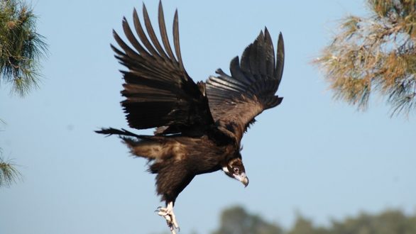 Παγκόσμια Ημέρα Γυπών στο Εθνικό Πάρκο Δάσους Δαδιάς