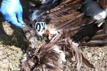 Μαυρόγυπας και Κραυγαετός νεκροί από πρόσκρουση σε έλικες ανεμογεννητριών στον Νότιο Έβρο