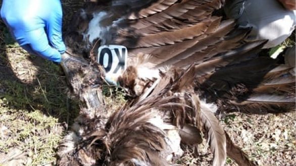 Μαυρόγυπας και Κραυγαετός νεκροί από πρόσκρουση σε έλικες ανεμογεννητριών στον Νότιο Έβρο