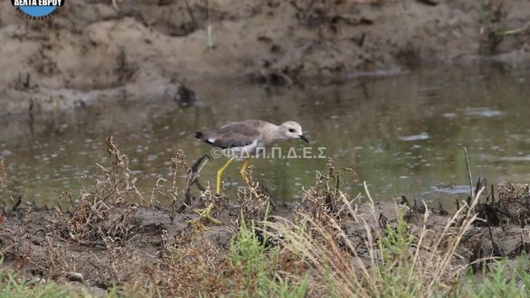 Καταγραφή Λεύκουρης Καλημάνας στο Δέλτα του Έβρου