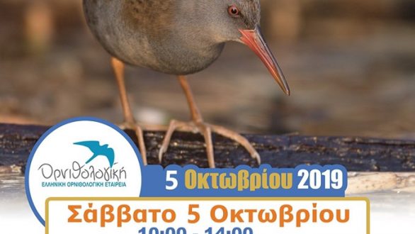 Δαδιά: Γιορτή Πουλιών 2019