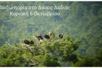 Παιζω-πορία στο Δάσος Δαδιάς