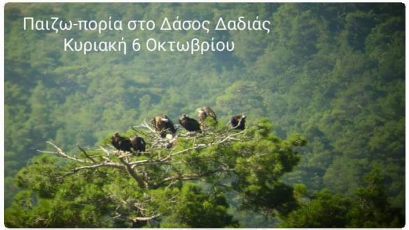 Παιζω-πορία στο Δάσος Δαδιάς