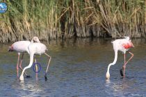 25χρονο Φοινικόπτερο στο Δέλτα του Έβρου