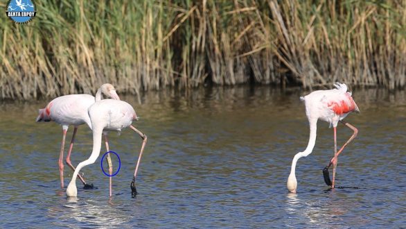25χρονο Φοινικόπτερο στο Δέλτα του Έβρου
