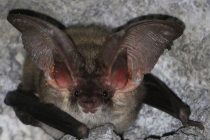 Ανακαλύφθηκε η μεγαλύτερη αποικία νυχτερίδων στην Ελλάδα