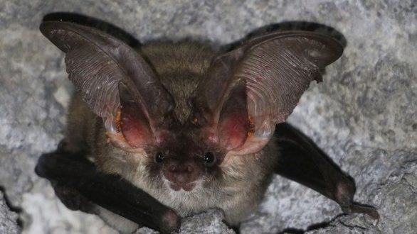 Ανακαλύφθηκε η μεγαλύτερη αποικία νυχτερίδων στην Ελλάδα