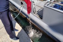 Καβάλα: 52χρονη συνελήφθη με δέκα κιλά ακατάλληλα όστρακα