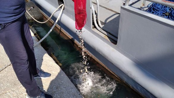 Καβάλα: 52χρονη συνελήφθη με δέκα κιλά ακατάλληλα όστρακα