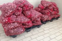 955kg όστρακα εντοπίστηκαν και κατασχέθηκαν στην Αλεξανδρούπολη