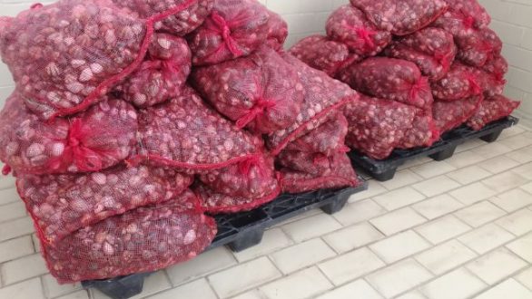 955kg όστρακα εντοπίστηκαν και κατασχέθηκαν στην Αλεξανδρούπολη