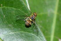Η ασιατική μύγα απειλεί τα φρούτα στην ΑΜΘ