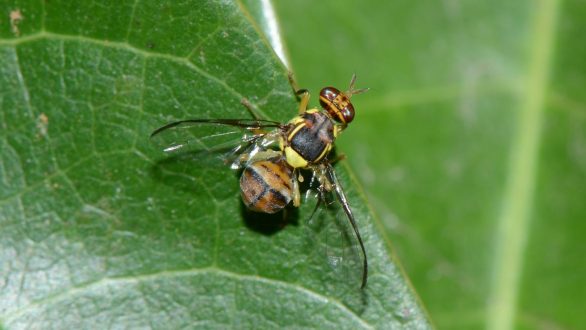 Η ασιατική μύγα απειλεί τα φρούτα στην ΑΜΘ