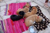 Ημέρα υιοθεσίας σκύλου πραγματοποιήθηκε χθες στην Αλεξανδρούπολη