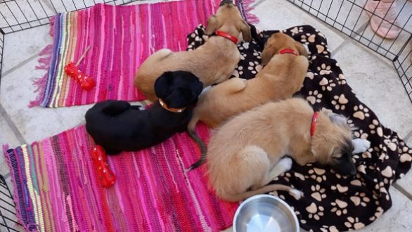 Ημέρα υιοθεσίας σκύλου πραγματοποιήθηκε χθες στην Αλεξανδρούπολη