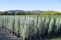 Διάθεση δασικών φυτών από τα δασικά φυτώρια της Αν. Μακεδονίας και Θράκης