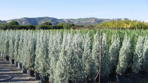 Διάθεση δασικών φυτών από τα δασικά φυτώρια της Αν. Μακεδονίας και Θράκης