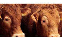 Έλεγχοι στα τελωνεία για έξαρση κρουσμάτων λύσσας στην Τουρκία