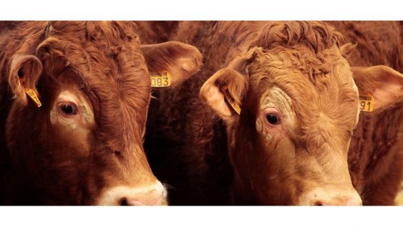 Έλεγχοι στα τελωνεία για έξαρση κρουσμάτων λύσσας στην Τουρκία